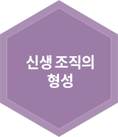 신생 조직의 형성
