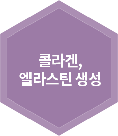콜라겐, 엘라스틴 생성